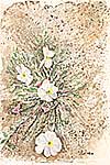 Desert Primrose