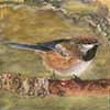 Boreal Chickadee