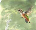 Rufus Hummingbird