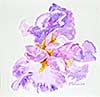 Violet Iris